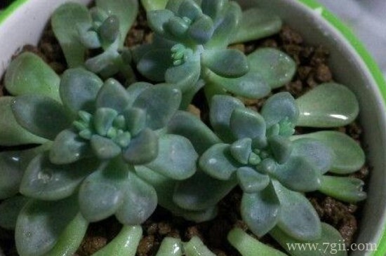 姬秋丽夏天可以扦插吗