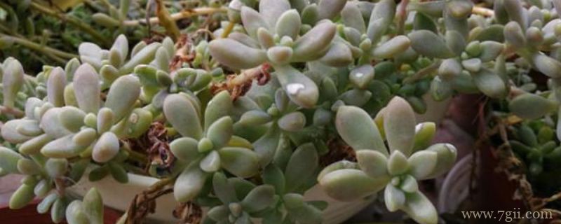 姬秋丽夏天怎么浇水