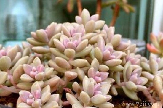 姬秋丽夏天怎么养