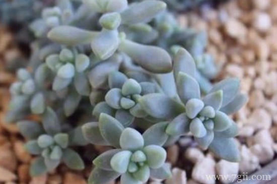 姬秋丽夏天怎么养