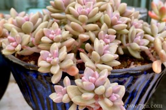 姬秋丽夏天休眠吗