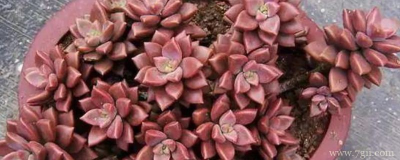 姬秋丽怎么修剪