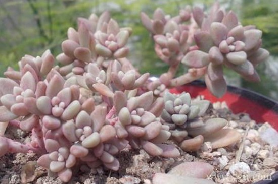 姬秋丽怎么繁殖