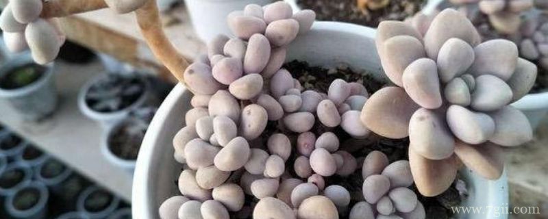 姬秋丽怎么扦插