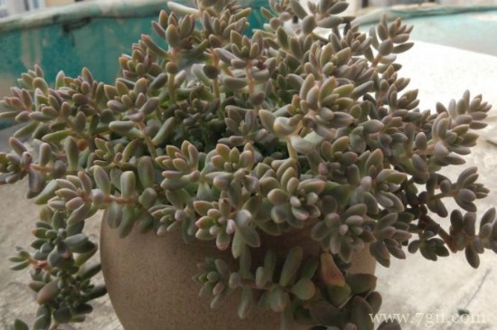 姬秋丽怎么扦插