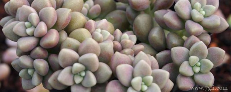 姬秋丽怎么养才能上色