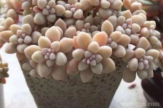 姬秋丽怎么养才能上色