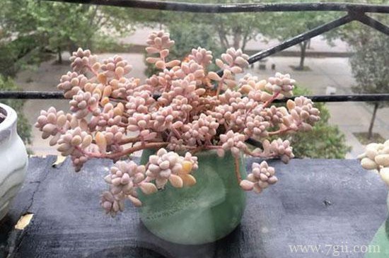 姬秋丽锦多肉怎么养