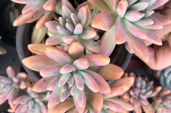 姬秋丽和秋丽的区别