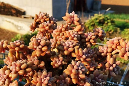 姬秋丽多肉怎么养爆盆