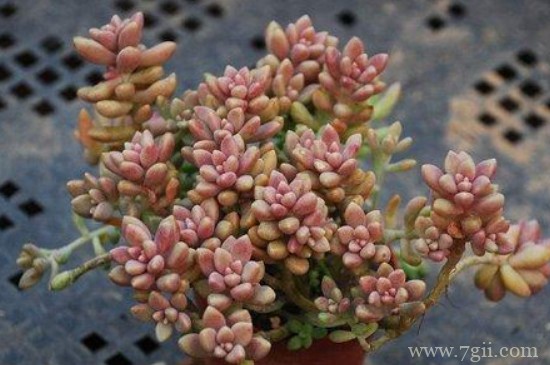 姬秋丽多肉怎么养爆盆