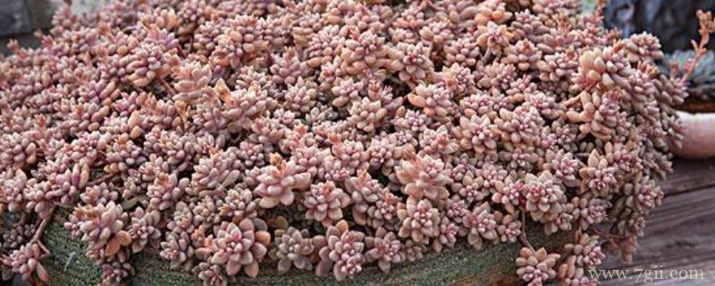 姬秋丽多肉怎么养