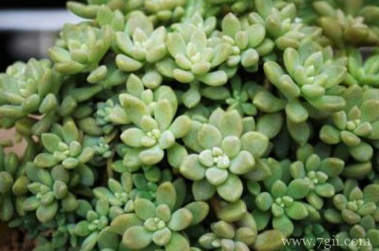 姬秋丽多肉怎么养