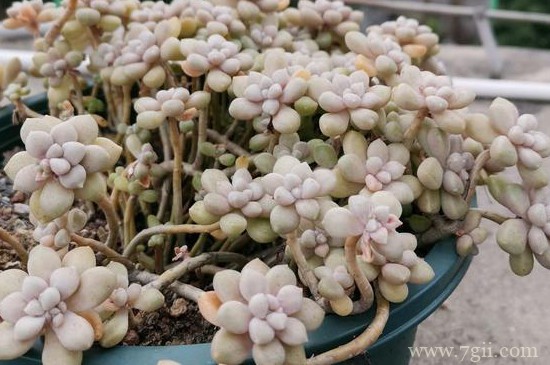 姬秋丽多肉怎么养