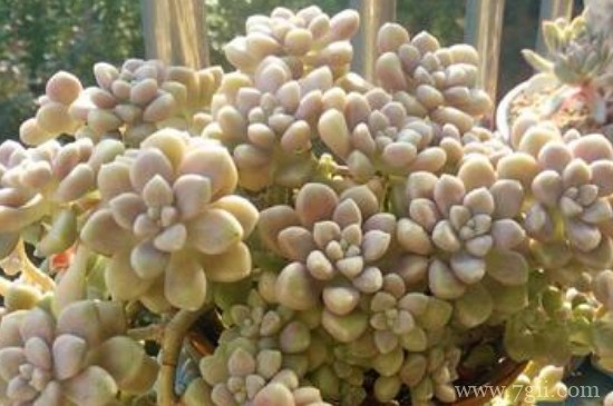 姬秋丽多肉怎么养