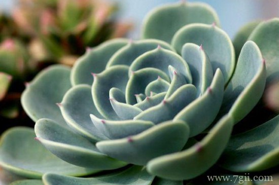 玉蝶冬天能养么