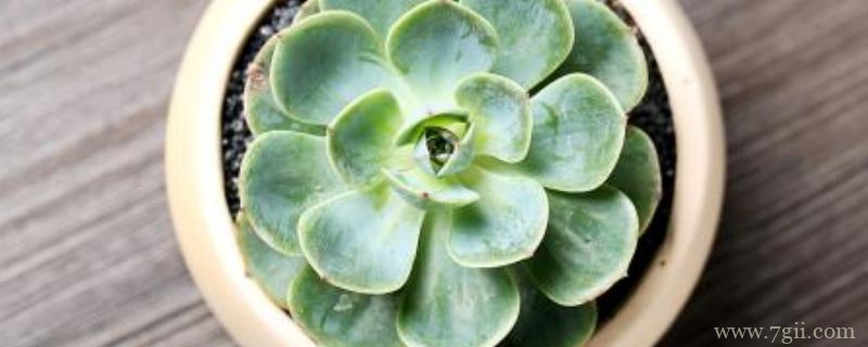 玉蝶冬天休眠的吗?