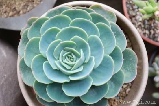 玉蝶冬天休眠的吗?