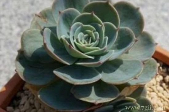 玉蝶冬天休眠的吗?