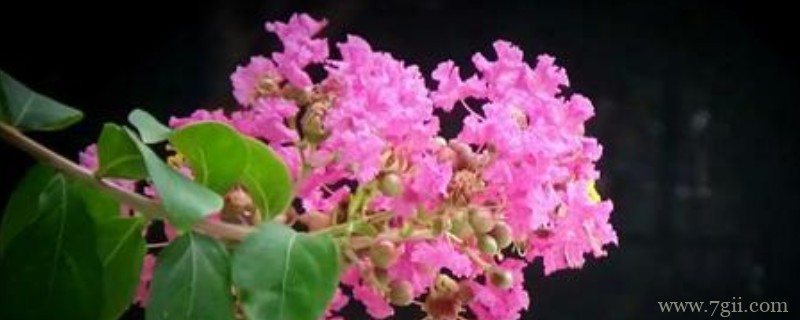 满堂红盆栽怎么养护