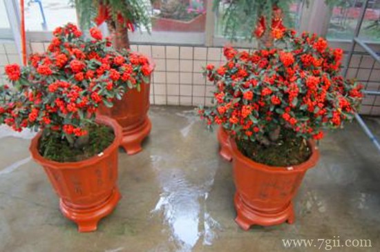 满堂红盆栽怎么养护