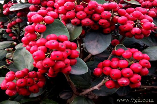 满堂红盆栽怎么养护