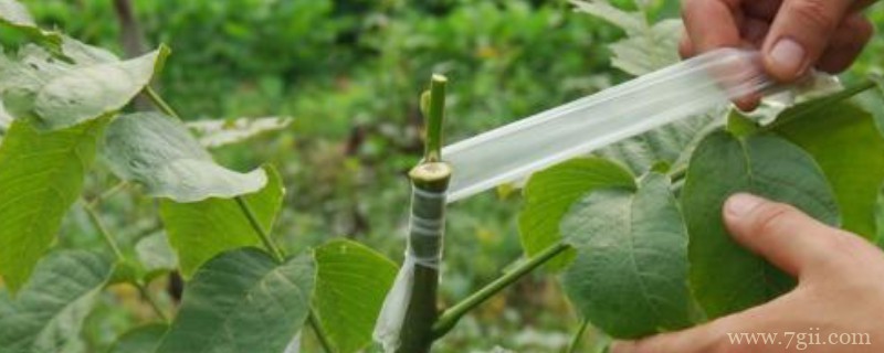 枝接的方法与步骤