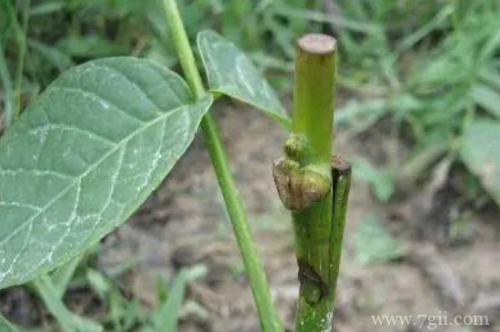 枝接的方法与步骤