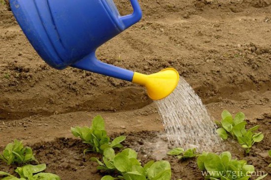 浇花的步骤有哪些