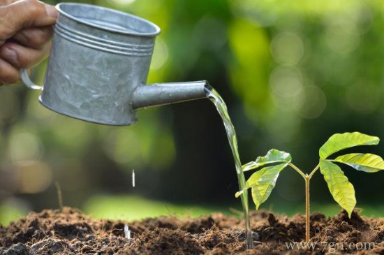 浇花的步骤有哪些