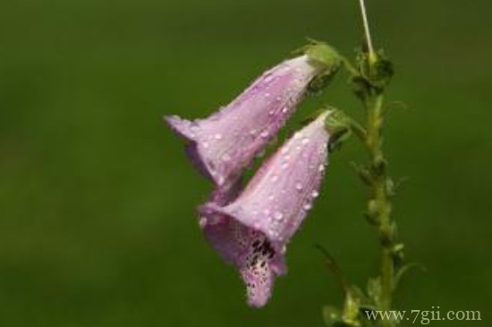 日本吊钟怎么养殖方法