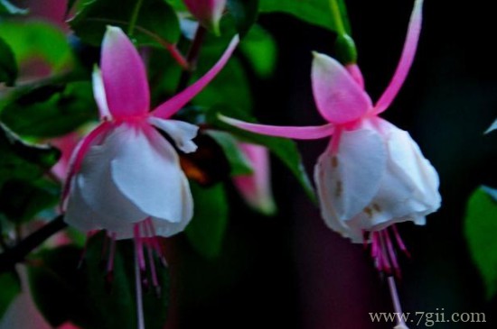 日本吊钟怎么养殖方法