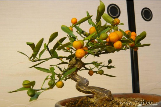 金豆种子种植方法和时间