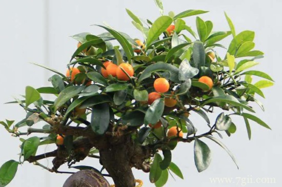 金豆种子种植方法和时间