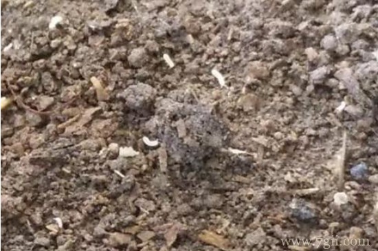 花盆小飞虫太多了怎么处理见效快?