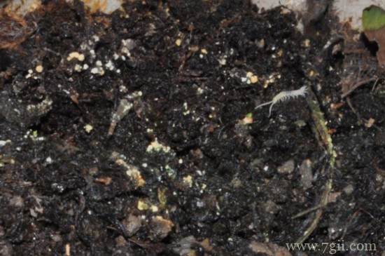 花盆小飞虫太多了怎么处理见效快?