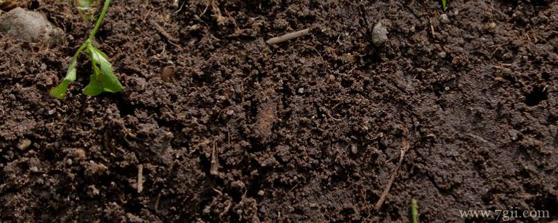 土壤怎么杀菌消毒