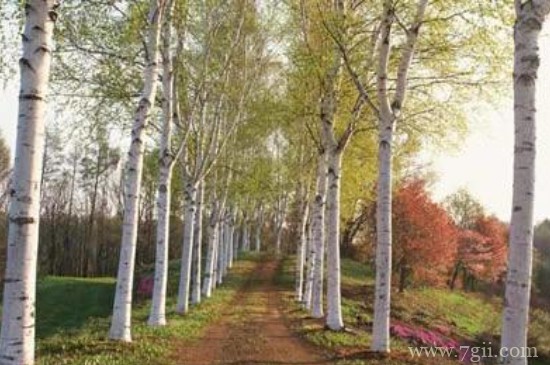 白杨树苗的栽培技术