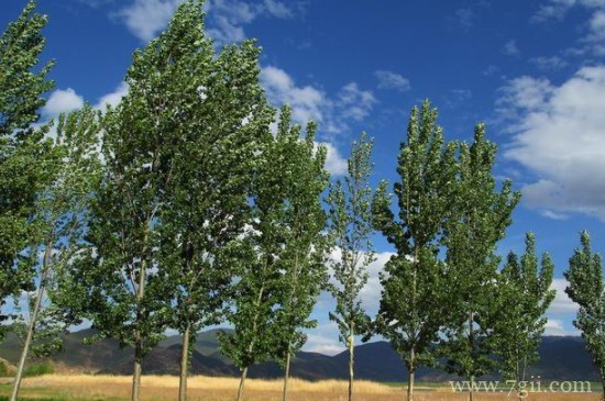 白杨树苗的栽培技术