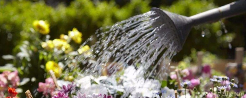 浇透水是什么意思