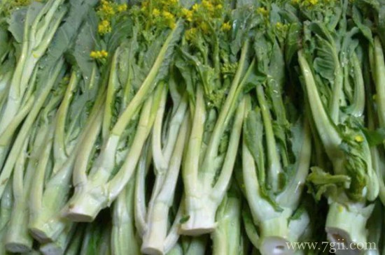 增城迟菜心种植时间和方法