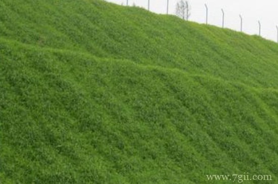 护坡草怎么种