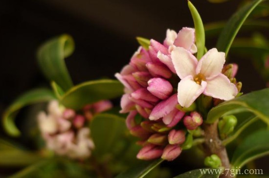 瑞香花语和寓意