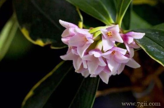 瑞香花语和寓意