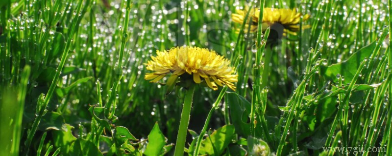 植物生长的6个阶段