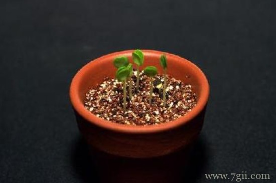 植物生长的6个阶段