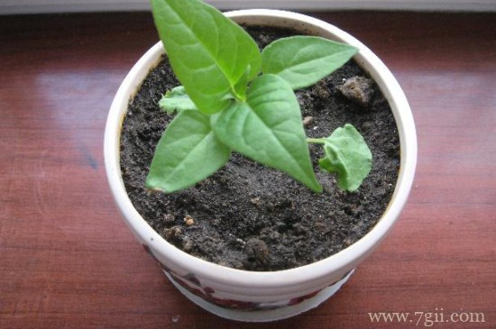 植物生长的6个阶段