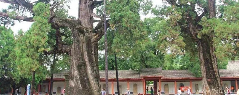 生长年限比较长的树木有哪些