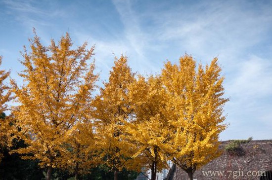 生长年限比较长的树木有哪些
