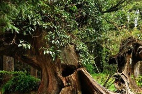 生长年限比较长的树木有哪些